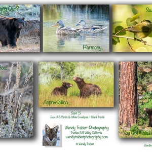 Cartes de correspondance de la faune - Box Set Five