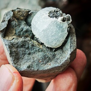 May include: A white, round, mineral specimen with a rough, textured surface. The specimen is embedded in a dark grey, rocky matrix.
