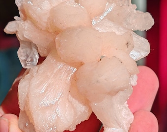 Estilbita rosa clúster con apofilitas