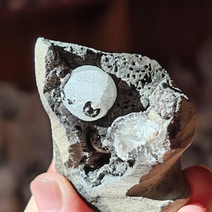 May include: A close-up of a grey rock with two white, round crystals embedded in it. The crystals are partially visible and have a rough, textured surface.