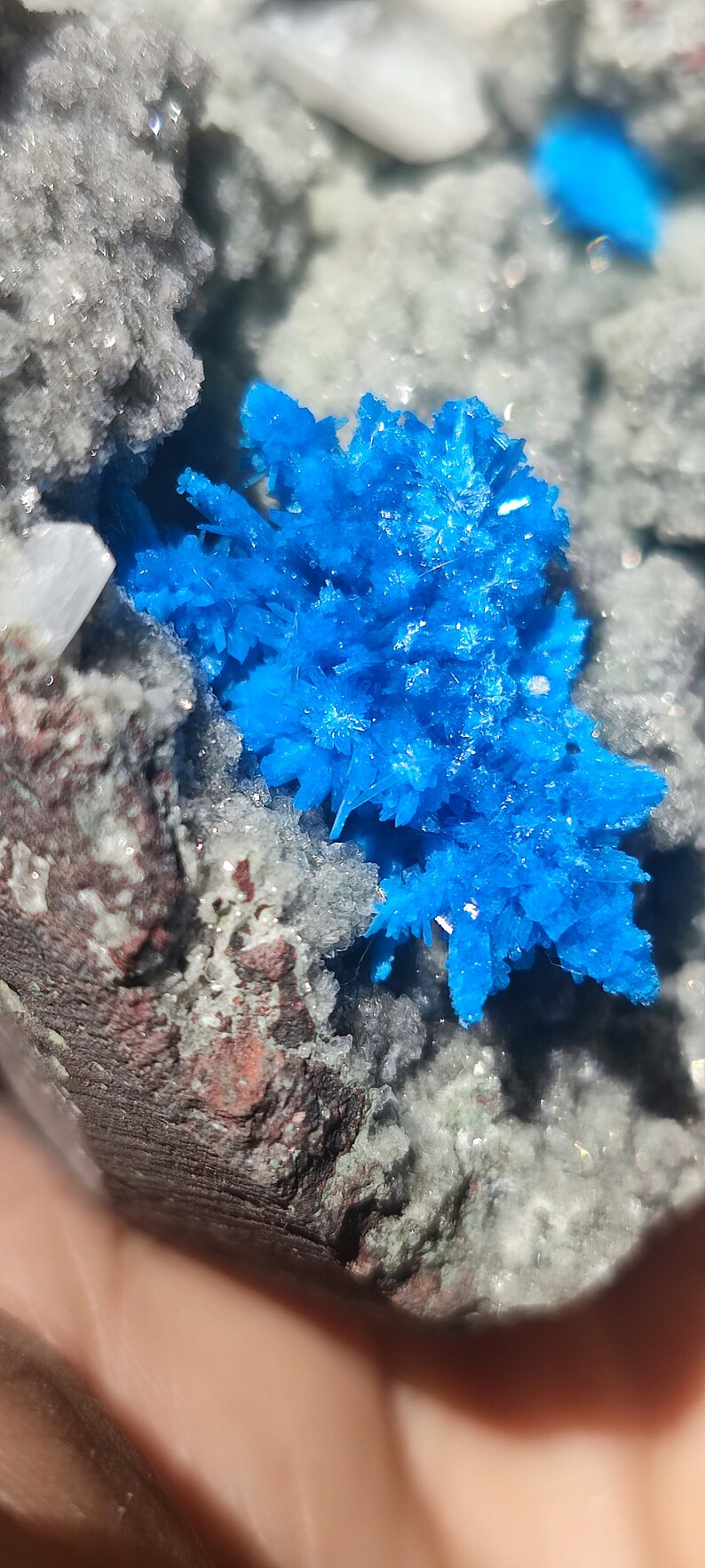 May include: A close-up of a blue crystal cluster, with a white and gray background. The crystal cluster is in the shape of a flower, with many small crystals radiating out from the center.