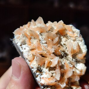 Könnte beinhalten: Nahaufnahme einer Mineralprobe mit Clustern pfirsichfarbener, kristalliner Formationen. Die Kristalle sind vor einer off-weißen und grauen Matrix angeordnet. Die Probe wird in einer Hand gehalten.