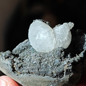 May include: A white, translucent, crystal-like mineral formation, resembling a curled shell, sits atop a dark grey, textured rock.