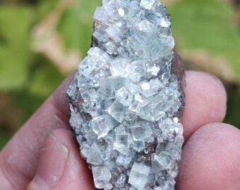 Greenish apophyllite cubes on matrix