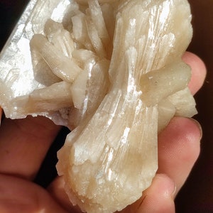 Könnte beinhalten: Ein Cluster aus weißen Selenitkristallen mit einem durchscheinenden, fast irisierenden Glanz. Die Kristalle sind fächerförmig angeordnet, wobei einige der Kristalle nach oben zeigen.