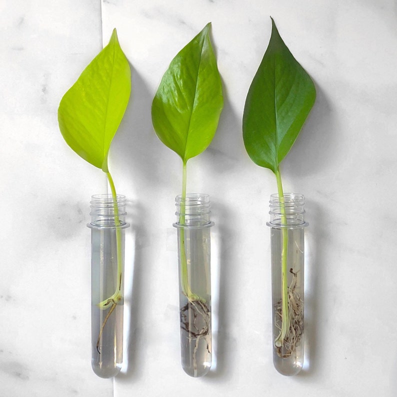 Pothos Cuttings image 1