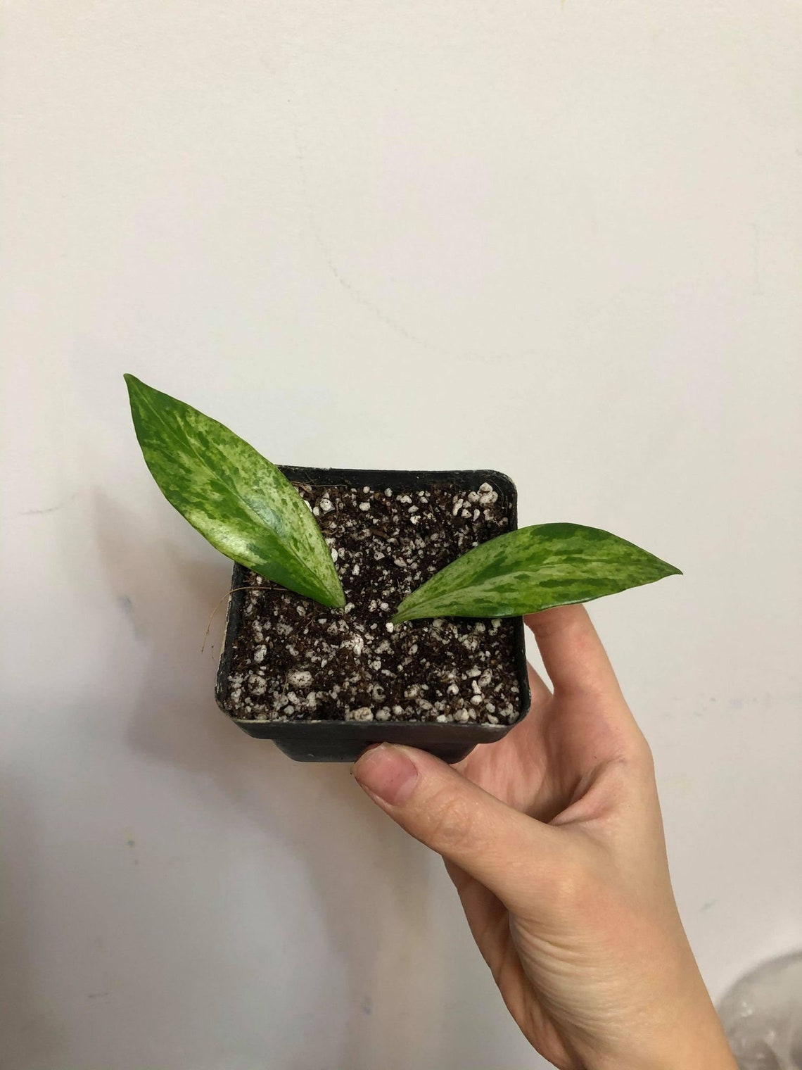 Variegated lipstick plant mini Etsy