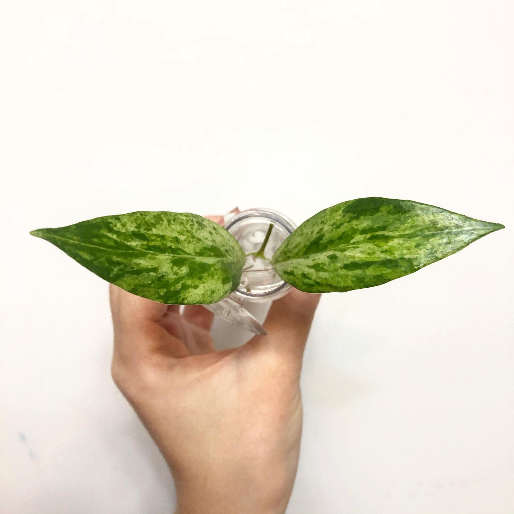 Variegated lipstick plant mini Etsy