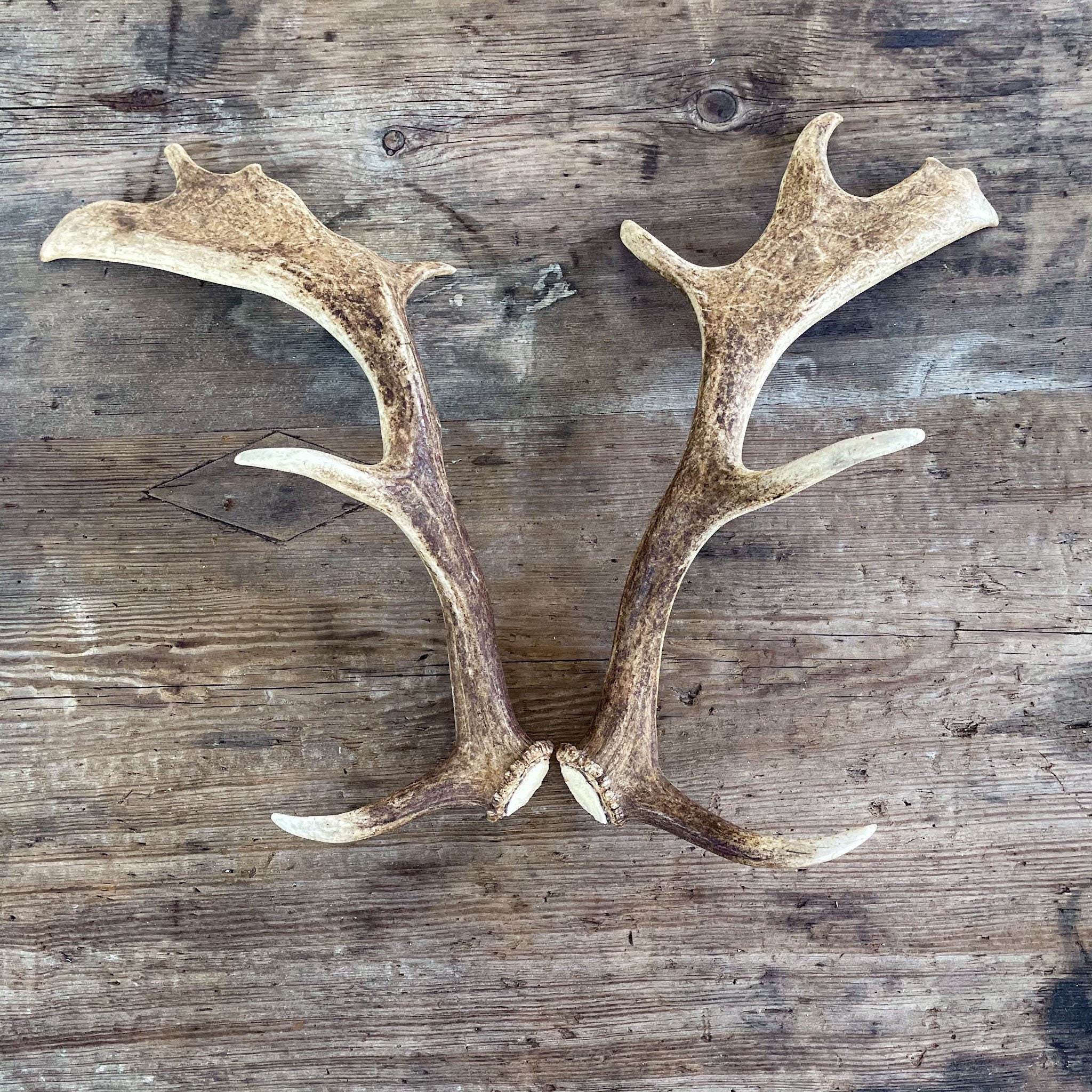 Fallow Deer Antlers for sale Only 2 left at 75