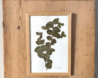 Eucalipto, herbario, marco de fotos con flores prensadas, cuadro de flores, flor seca