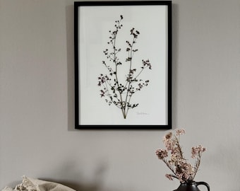 Ruda de los prados, herbario, marco de fotos con flores prensadas y reales, cuadro de flores, flores secas