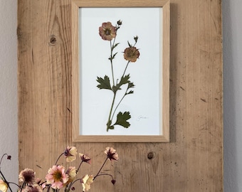 Geum, herbario, marco de fotos con flor prensada, cuadro de flores, flor seca