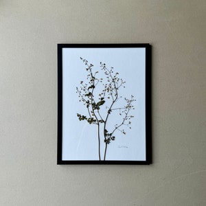 Meadow rue, herbarium, picture frame with pressed, real flower, flower picture, dried flower