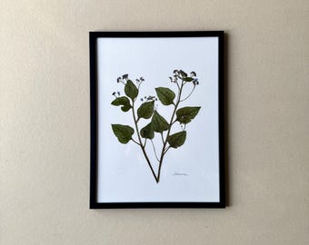 Nomeolvides, herbario, marco de fotos con flores prensadas y reales, cuadro de flores, flores secas