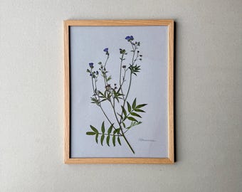 Escalera de Jacob, herbario, prensada, planta real en un marco, cuadro de flores, flor seca