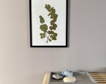 Eucalipto, herbario, marco de fotos con flor prensada, flor real, cuadro de flores, flor seca