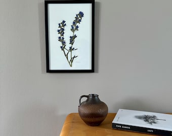 Viborera, herbario, marco de fotos con flores prensadas, cuadro de flores, flor seca