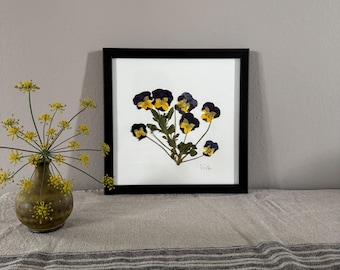 Viola, herbario, marco de fotos con flores prensadas, cuadro de flores, flor seca