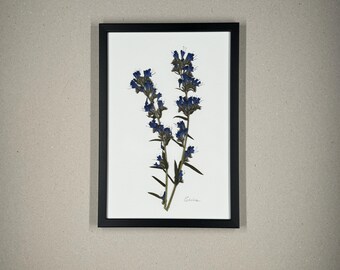 Viborera, herbario, marco de fotos con flores prensadas, cuadro de flores, flor seca