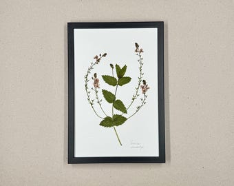 Verónica, herbario, marco de fotos con flores prensadas reales, cuadro de flores, flores secas