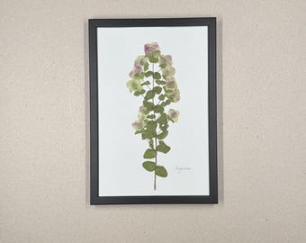 Orégano de hojas redondas, herbario, marco de fotos con flores prensadas reales, cuadro de flores, flores secas