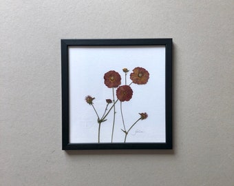 Herbarium, carnation root, picture frame with pressed flower, flower picture, framed flower art, dried flower