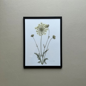 Wild carrot (Daria), herbarium, picture frame with pressed, real flower, flower picture, dried flower