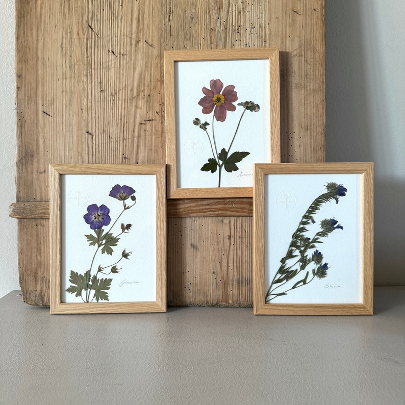Herbarium, Blue Adder's Head, Picture Frame With Pressed Flower, Flower