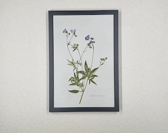 Escalera de Jacob, herbario, marco de fotos con flores prensadas reales, cuadro de flores, flores secas