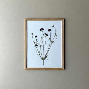 Field scabious, herbarium, picture frame with pressed, real flowers, flower picture, dried flower