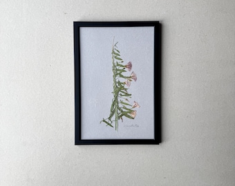 Correhuela, herbario, marco de fotos con flores prensadas, cuadro de flores, flores secas