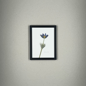 Pasqueflower, herbarium, picture frame with pressed, real flowers, flower picture, dried flower