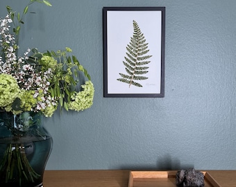 Helecho, herbario, marco de fotos con flores prensadas reales, cuadro de flores, flores secas