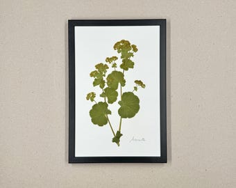 Manto de la Virgen, herbario, marco de fotos con flores prensadas reales, cuadro de flores, flor seca