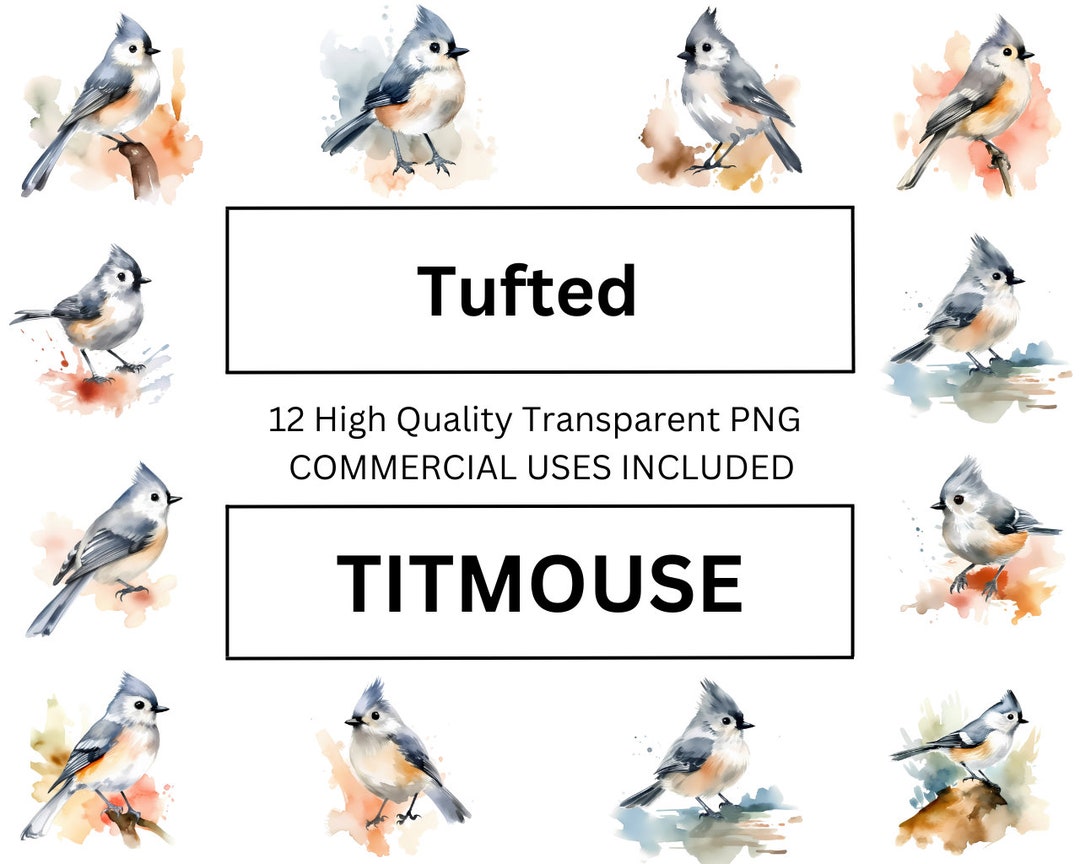Tufted Titmouse Clipart Watercolor Bird Illustration High Etsy