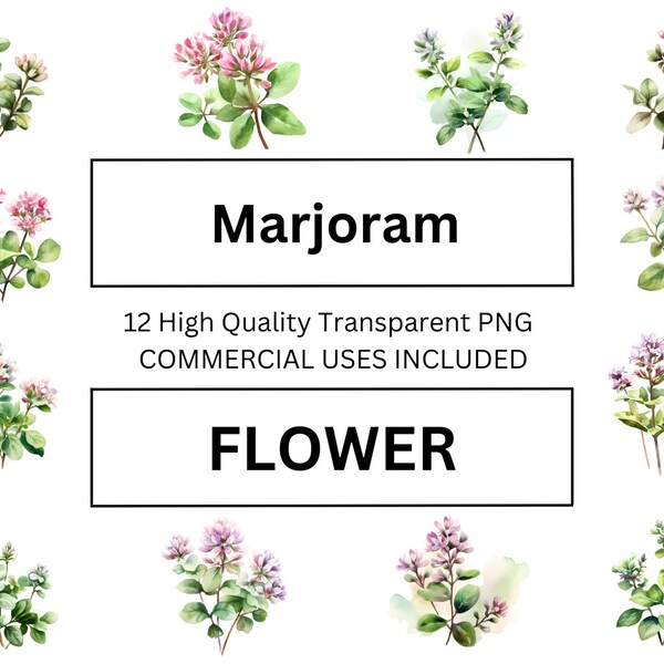 Wondrous Marjoram Flower Clip Art, Watercolor Floral Illustration - High Quality Download for Print Media, Wall Art, Mug Printing.