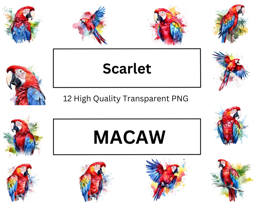Scarlet Macaw Clipart, Watercolor Endangered Scarlet Macaw Bird Clipart Printable Images for ...
