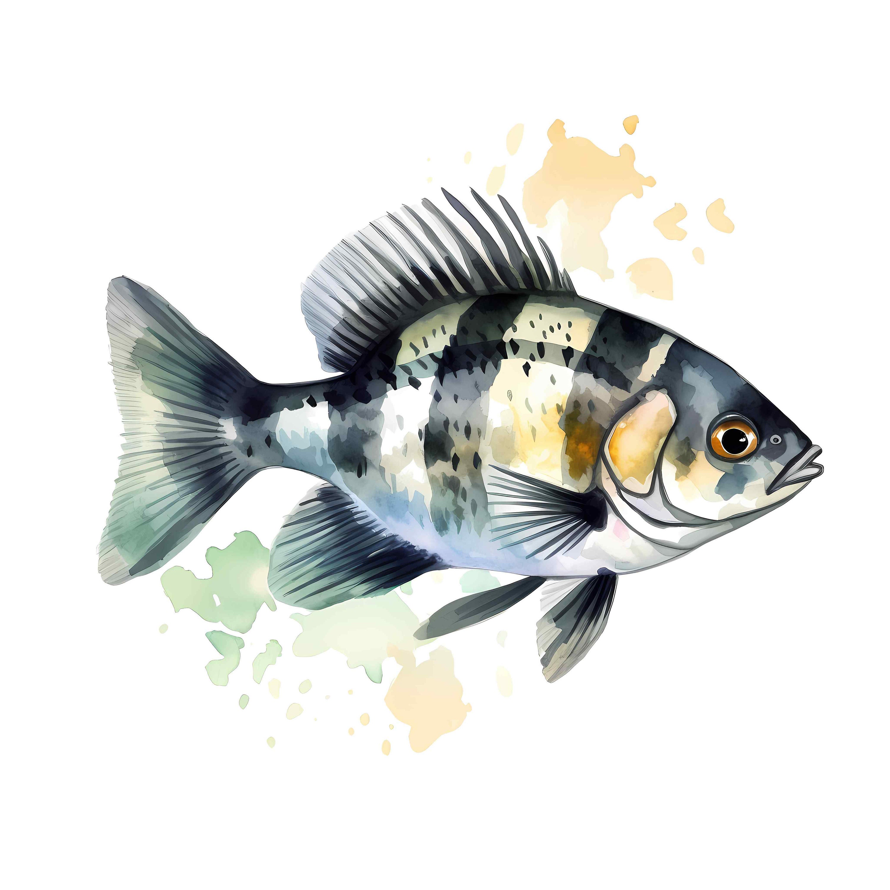 Graceful Archerfish Clip Art Watercolor Fish Illustration Etsy