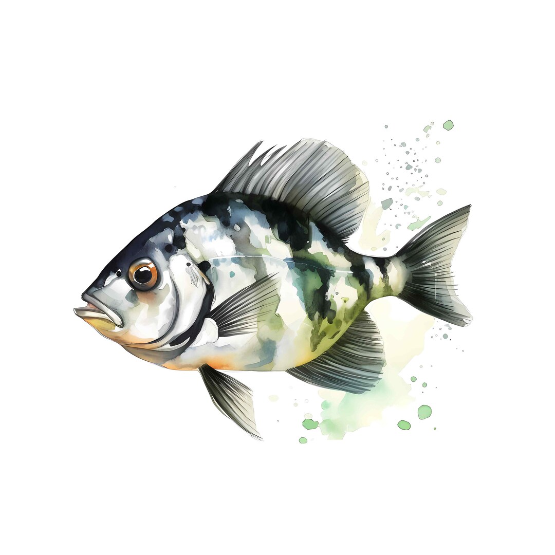 Graceful Archerfish Clip Art Watercolor Fish Illustration Etsy