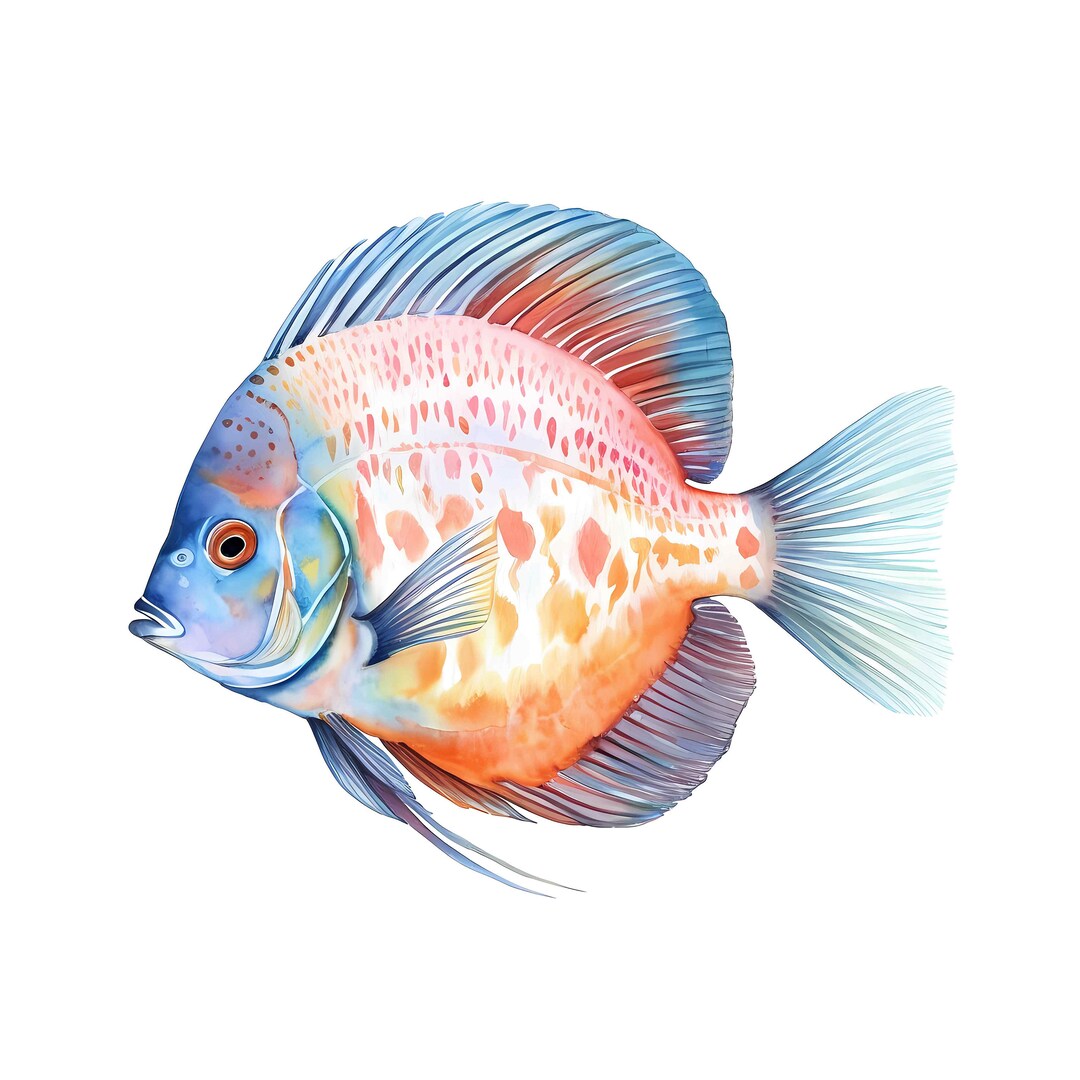 Captivating Discus Clip Art Watercolor Fish Illustration Etsy
