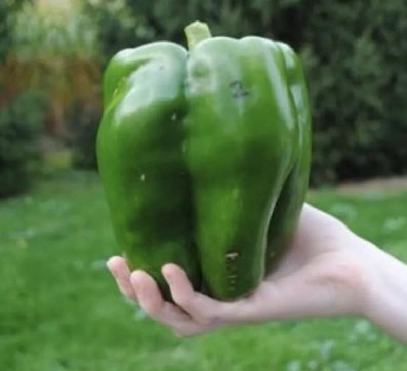 Giant Green Bell Pepper Organic 20 Seeds Free Shipping Etsy