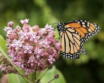 Milkweed Perennial - Attracts Monarch Butterflies - 50 Seeds