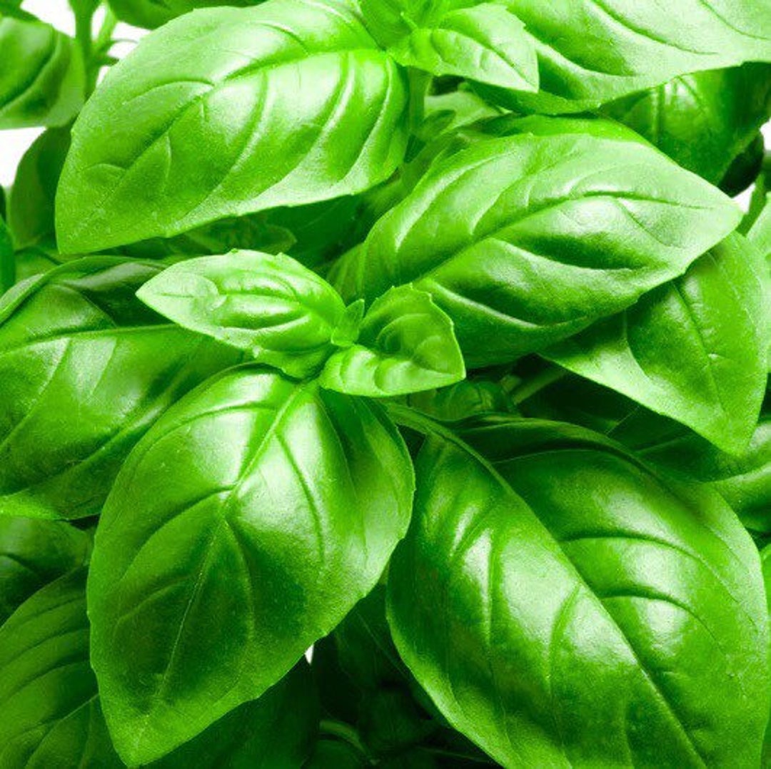 Italian Large Leaf Basil 100 Seeds Etsy