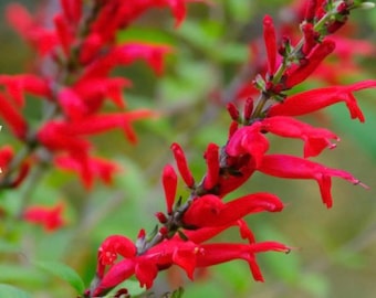 Scarlet Sage - Annual - 50 Seeds