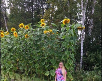 Titan Sunflower - Super Tall - Giant 14-16” Blooms - 20 Seeds