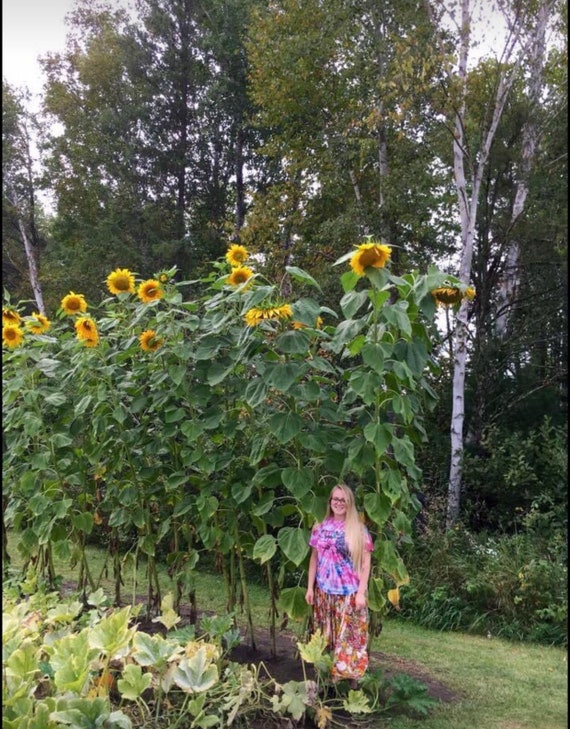 Titan sunflower deals