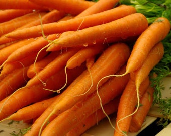Danvers Carrot - Heirloom - Organic - 200 Seeds