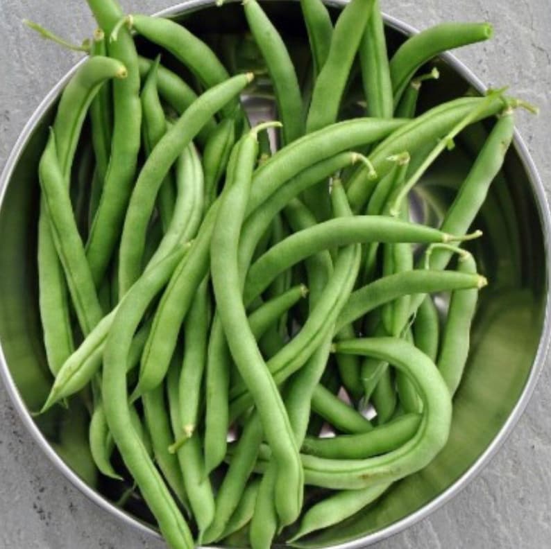 HeadwatersSeeds Landreth Stringless Bush Bean