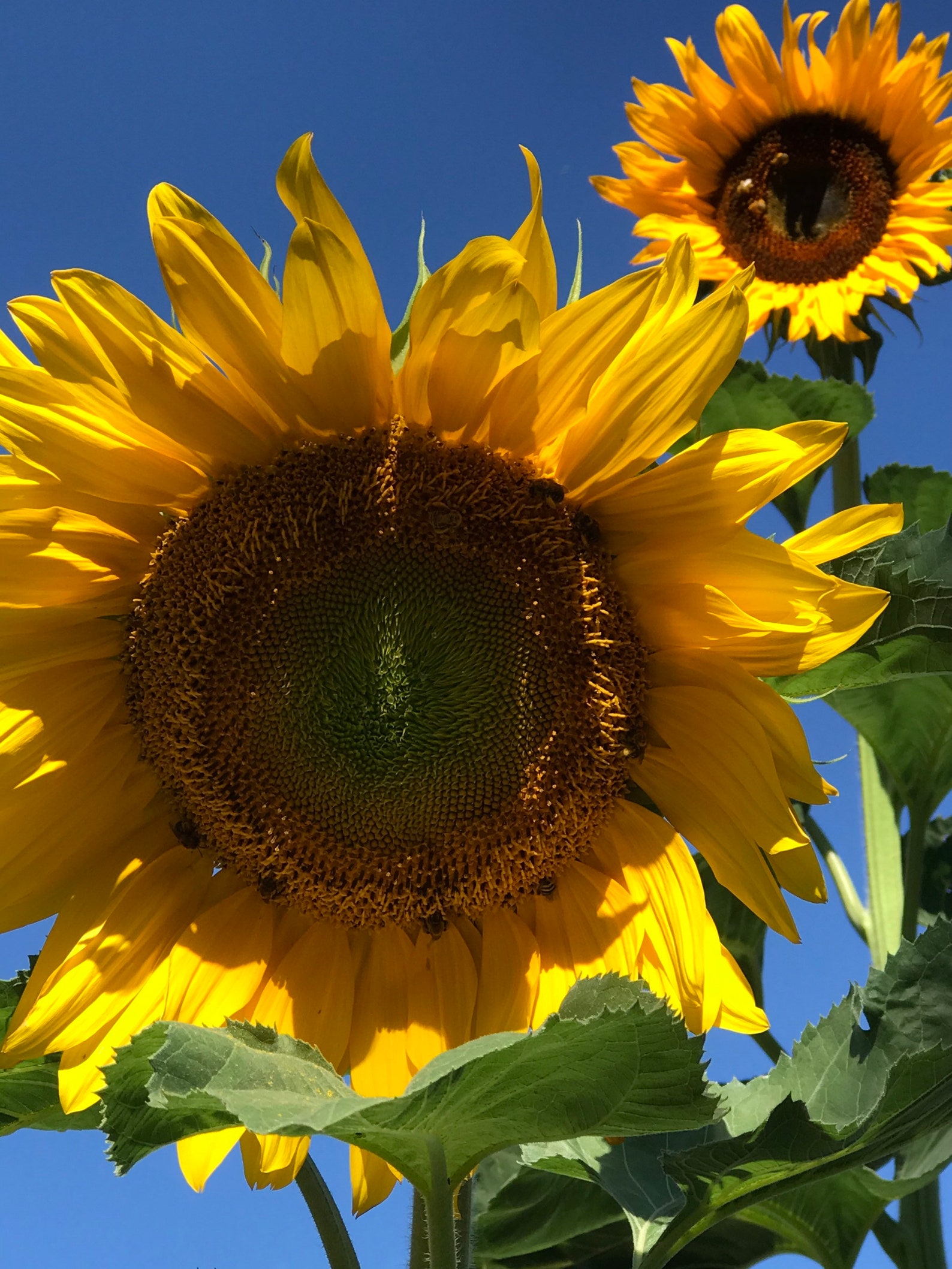 Sunzilla Sunflower Tall Giant 12 Blooms 20 Seeds Etsy