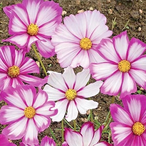 Candy Stripe Cosmos Flower - Annual - 50 Seeds